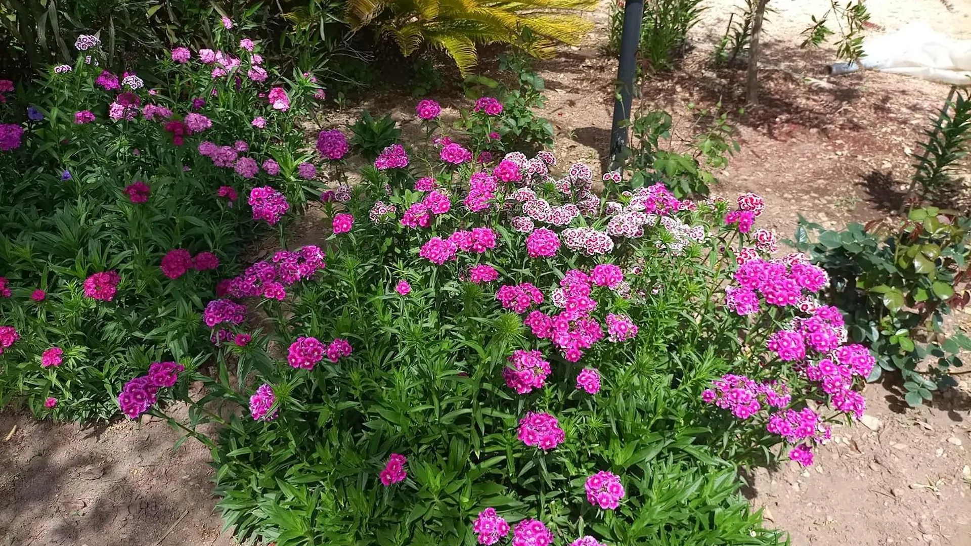Holiday home Casa Vacanze La Palma Alghero